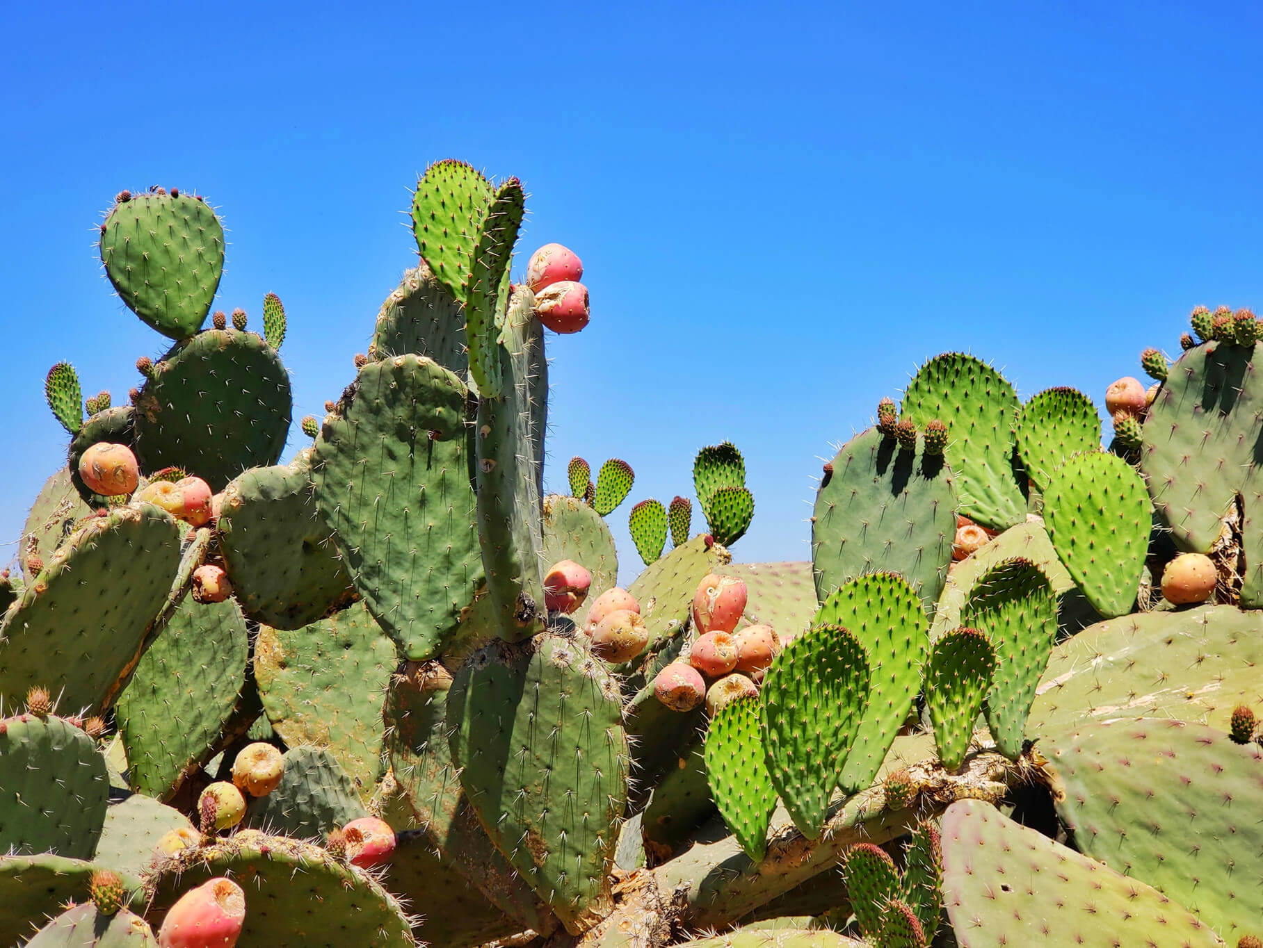 Prickly Pear: A Natural Powerhouse for Boosting Blood Health